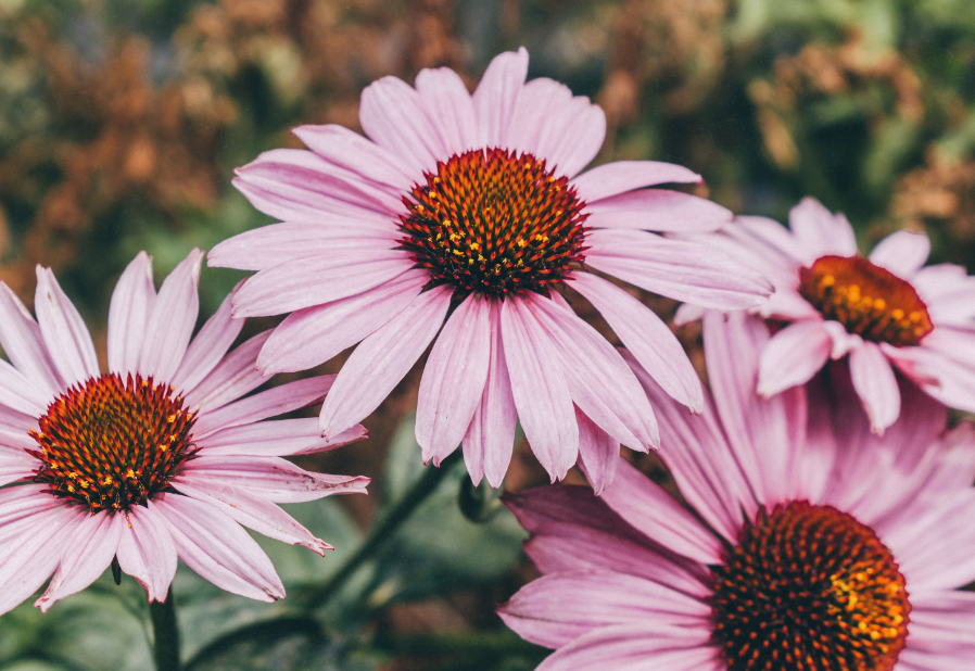 Roze bloemen