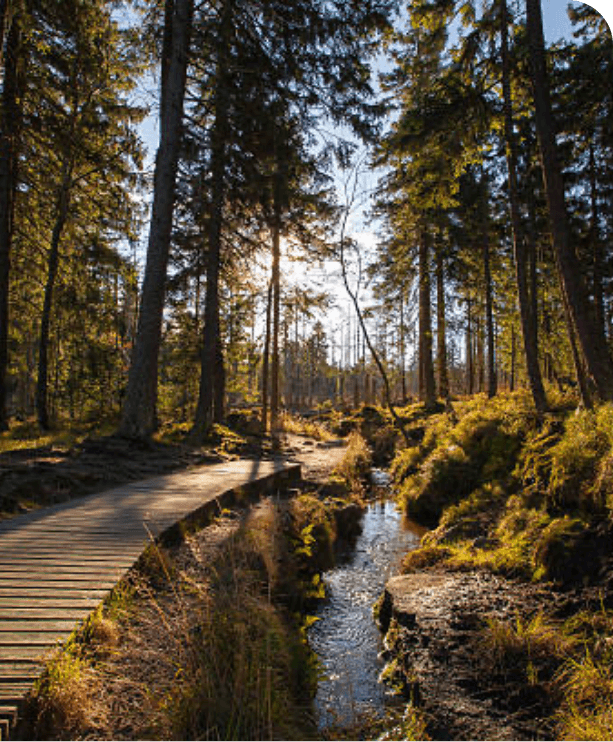 Zonnig bos met rivier en houten pad